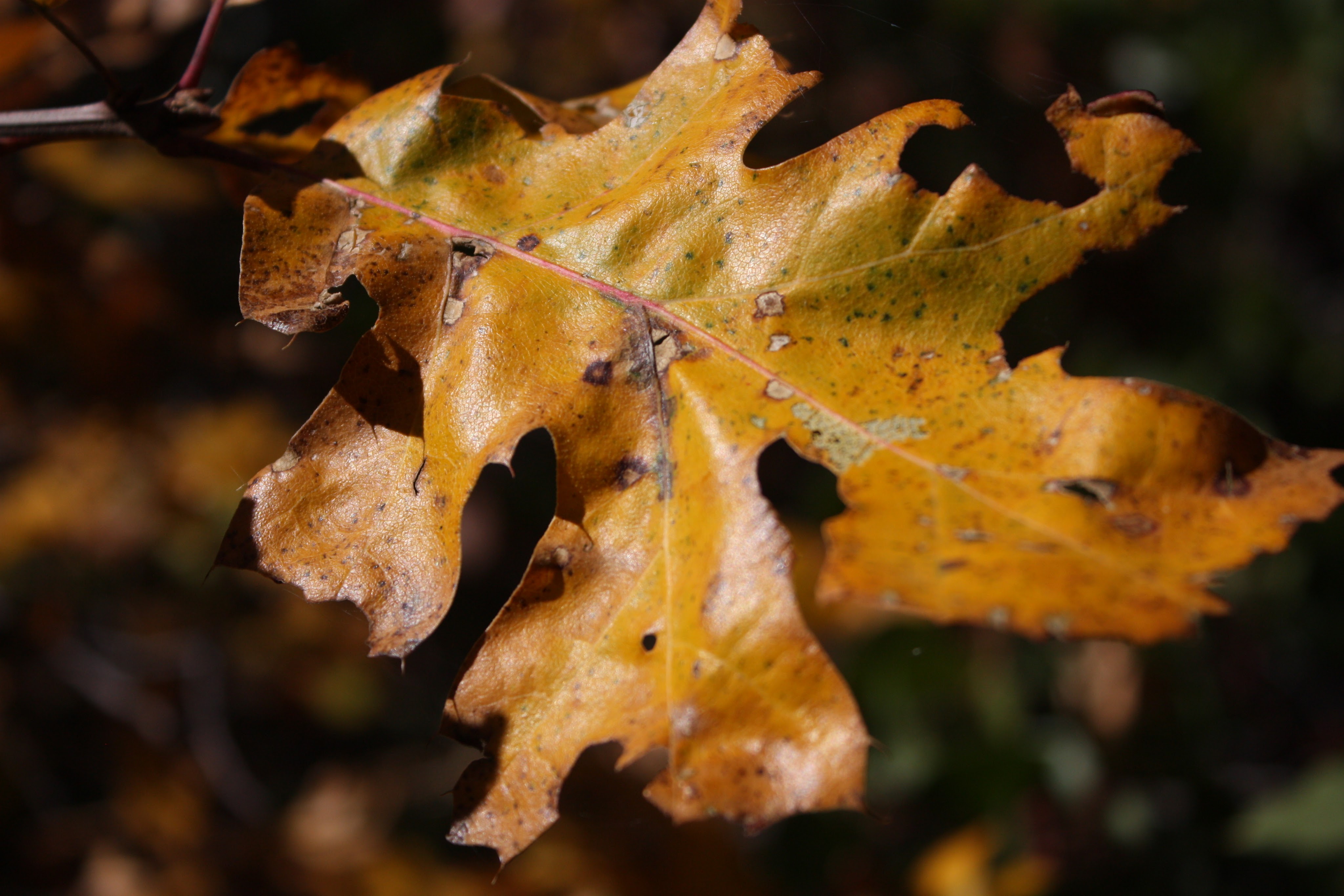 🍁 Fueled by Fall: Foundations That Weather the Storm